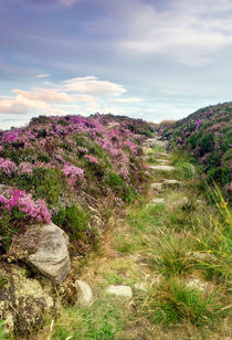 Heather on Simonside Hills von Chris Frost