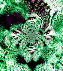 Phidippus green polar von Rainar Nitzsche