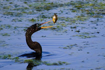 A Birds Breakfast von agrofilms