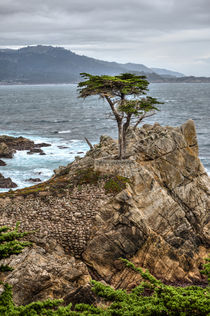 A Cypress Tree Vertical by agrofilms