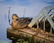 A Duck With Style by agrofilms