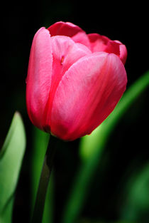 A Single Tulip von agrofilms