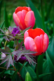 A Tulip And Other Leaves II von agrofilms