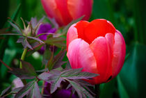 A Tulip And Other Leaves von agrofilms