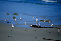 Band Of Seagulls von agrofilms