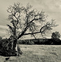 A bit more of the sky by Benoît Charon