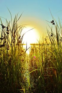 Tidligt om morgenen i Nordjylland by Michael Beilicke