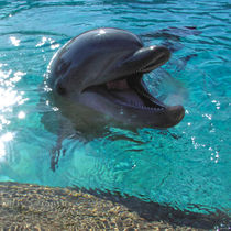 Ein Delfin als Freund von Chuya Shi