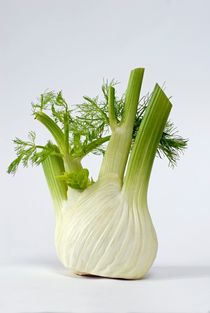 Fenchel von Marcus Krauß