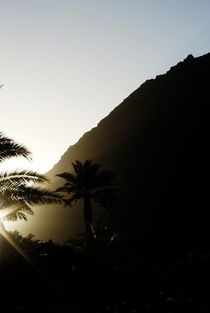 Palmen auf der Insel La Gomera von Marcus Krauß