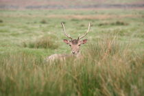 resting deer by mark severn