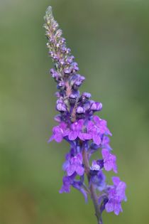 toadflax by mark severn