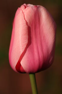 tulip von mark severn