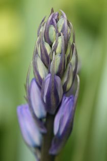 bluebell buds von mark severn