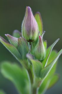 aquilegia in bud by mark severn