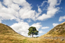 Sycamore Gap, Hadrian's Wall von Chris Frost