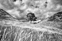 Sycamore Gap, Hadrian's Wall von Chris Frost