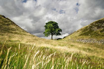 Sycamore Gap, Hadrian's Wall by Chris Frost