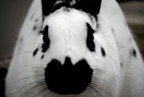 Black And White Bunny von agrofilms