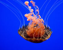 Blood Orange Jellyfish von agrofilms
