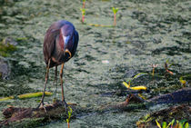 Blue Heron At Breakfast von agrofilms