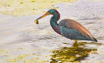 Blue Heron Catch  von agrofilms