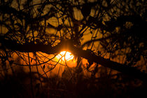 Branches And Twigs von agrofilms