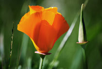 California Poppy IV von agrofilms