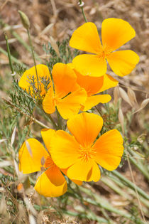 California Poppy Trio von agrofilms