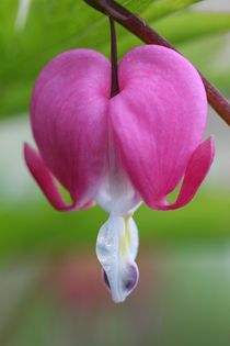 dicentra bleeding heart by mark severn