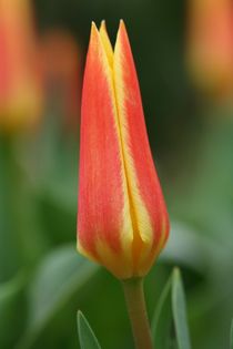 tulip by mark severn