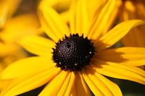 black eye susan by mark severn