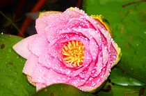 water lily after the rain 1 - seerose nach dem Regen 1 von mateart