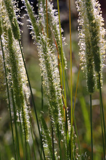 Grasblüte - grass blossom von ropo13