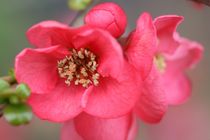 quince chaenomeles von mark severn