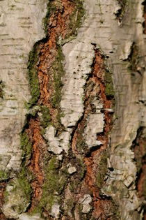 Silver birch  by mark severn