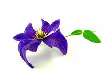 Clematis von Kerstin Runge