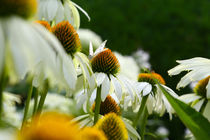 Weisse Echinacea von Jens Uhlenbusch