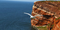 Möwe auf Helgoland von Jens Uhlenbusch