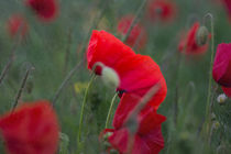 Der Mohn by Oliver Kaschubs