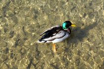 Stockente männlich in kristallklarem lichtdurchfluteten Wasser - mallard duck in crystal clear light flooded water by mateart