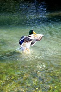 Stockente - mallard : Fun in the Sun 1 / Hochformat - portrait by mateart