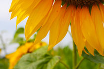 Sonnenblumen von Maria-Anna  Ziehr