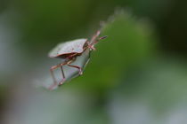 shield bug von mark severn