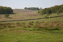 bradgate park scenery von mark severn