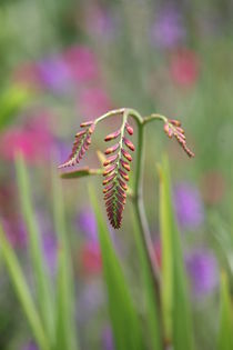 anticipation by mark severn