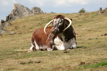 english longhorn cattle von mark severn