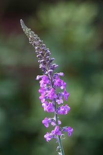 purple toadflax  von mark severn