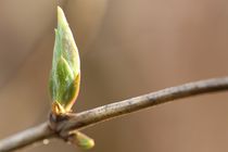 honeysuckle von mark severn