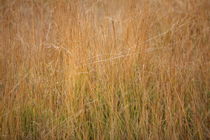 wild grasses von mark severn
